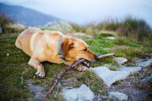Imposto Canino na Alemanha arrecada milhões e financia controle animal