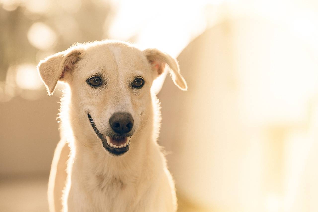 RG de pet: governo inicia em janeiro cadastro nacional de cães e gatos