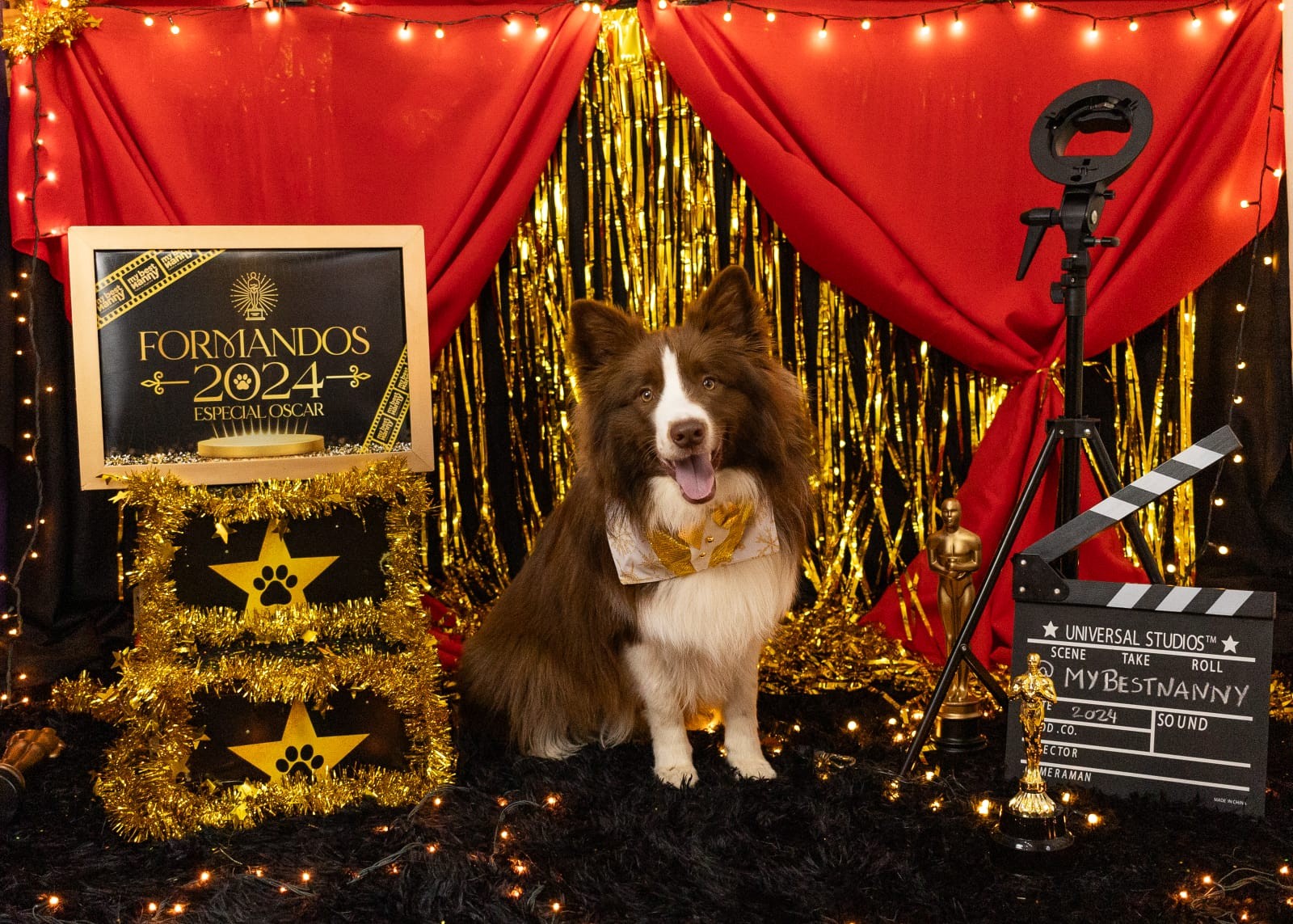 Cães participam de ensaio fotográfico de formatura em Natal; veja imagens