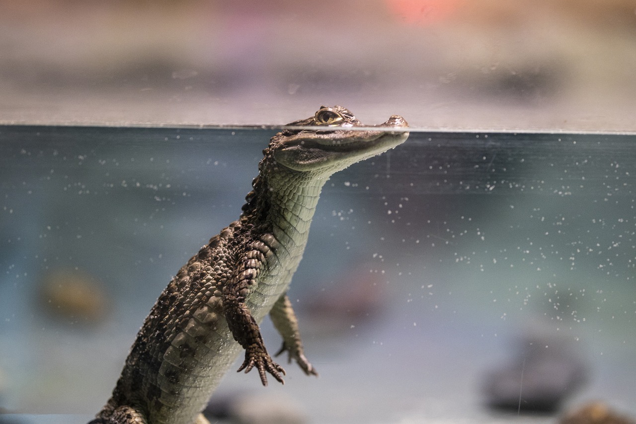 Crocodilo gigante mais velho do mundo comemora aniversário de 124 anos nesta segunda