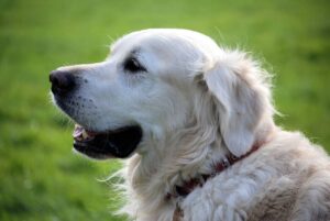 Fogos de Artifício: Quase 40% dos tutores já perderam pets devido ao pânico, aponta pesquisa