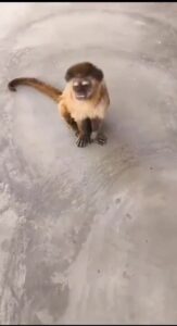 Macaco invade chácara no interior do RN, causa destruição e foge