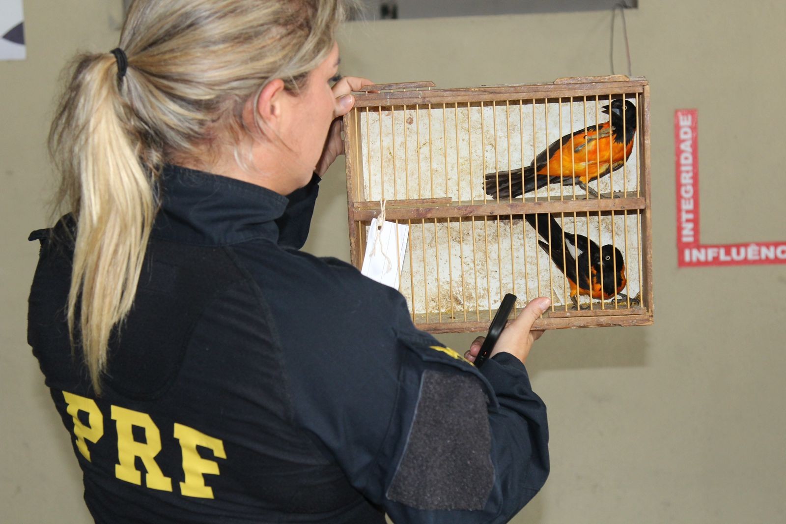 Noventa e cinco aves silvestres são resgatadas em feira livre na Zona Oeste de Natal