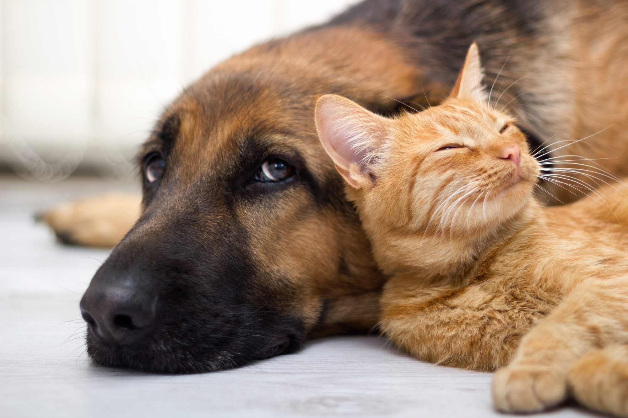 Sancionada lei que permite a criação de Cadastro Nacional de Animais Domésticos