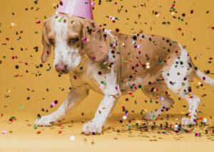 Carnaval Seguro: CRMV-RN Alerta para Cuidados Essenciais com Pets e Prefeitura de Natal Combate Trabalho Infantil