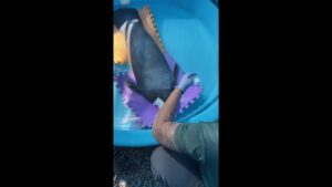 Filhote de peixe-boi é resgatado em praia de Extremoz, RN; espécie está ameaçada