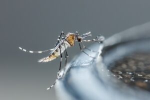 MPRN Recomenda Ações Urgentes Contra Arboviroses em Nova Cruz, Montanhas e Lagoa D’Anta