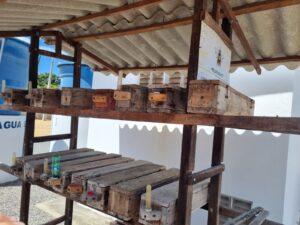 Projeto Vale Sustentável impulsiona economia rural no RN com criação de abelhas nativas