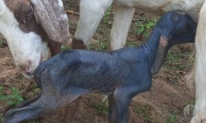 Cabrito sem pelos surpreende criadores e veterinários em Apodi, RN