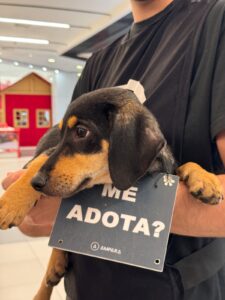 Feira de Adoção Responsável em Parnamirim Promove Encontro Entre Pets e Novos Lares