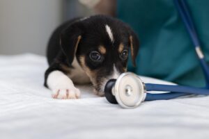 Centro Médico Veterinário da UnP oferece serviços acessíveis para cães e gatos em Natal