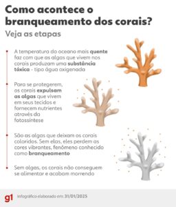 Corais de fogo no litoral do RN sofrem declínio de 70% em cinco anos: aquecimento e turismo desordenado são apontados como causas