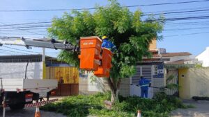 Natal intensifica podas preventivas de árvores em 25% para mitigar riscos com chuvas