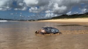 Tartaruga-de-pente desidratada é resgatada em Malembá e devolvida ao mar em Natal