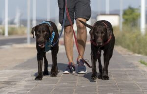 Maratona Pet em Natal promove conscientização sobre crueldade animal