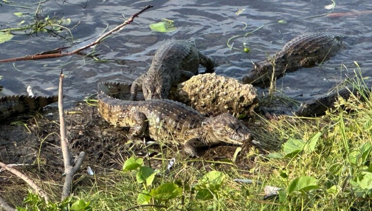 Proliferação de jacarés em lago de Maxaranguape (RN) preocupa moradores; Idema avalia remoção