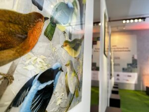 Aeroporto de Natal recebe exposição sobre legado suíço-brasileiro na Amazônia