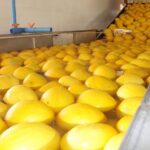 Balança comercial do Rio Grande do Norte registra superávit de US$ 17,9 milhões em abril