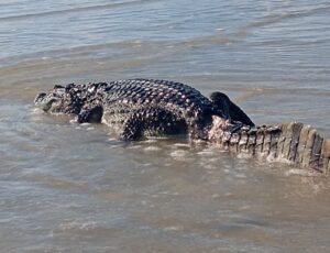 Jacaré é encontrado na praia de Genipabu, em Extremoz, RN