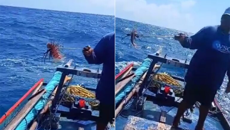 RN: Captura de peixe-leão em Areia Branca reacende alerta sobre espécie invasora